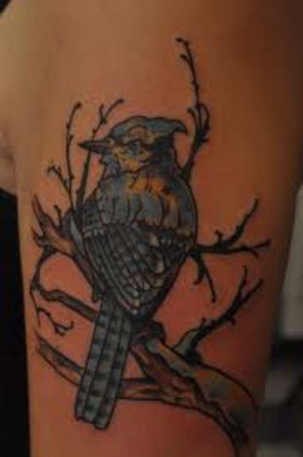 Blue Jay Tattoo Meanings Designs Tatring