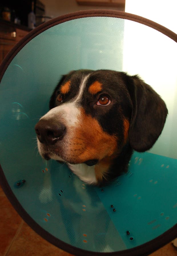 argos dog cone