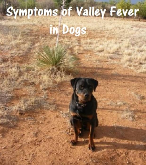 do dogs survive valley fever