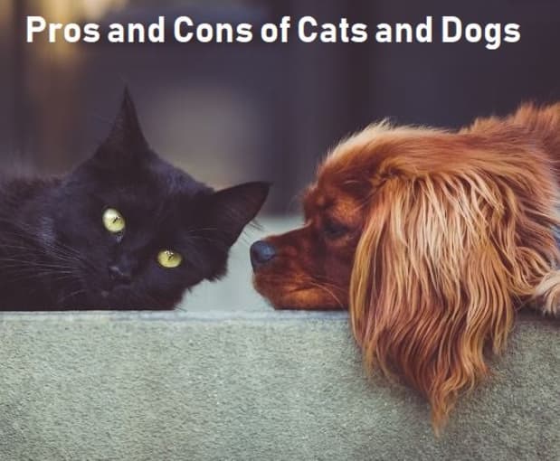 why are dogs over cats