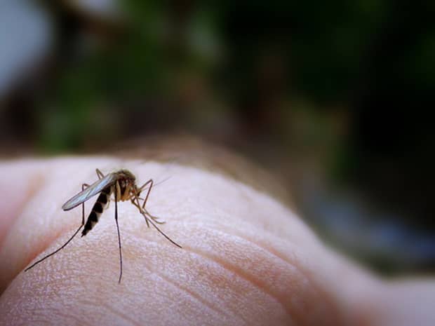How To Repel Mosquitoes Naturally Dengarden How To Repel Mosquitoes Naturally, How To Get Rid Of Mosquitoes In Basement