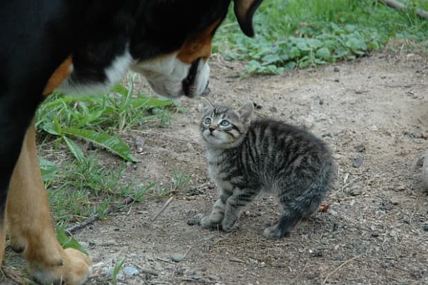 what type of dog gets along with cats