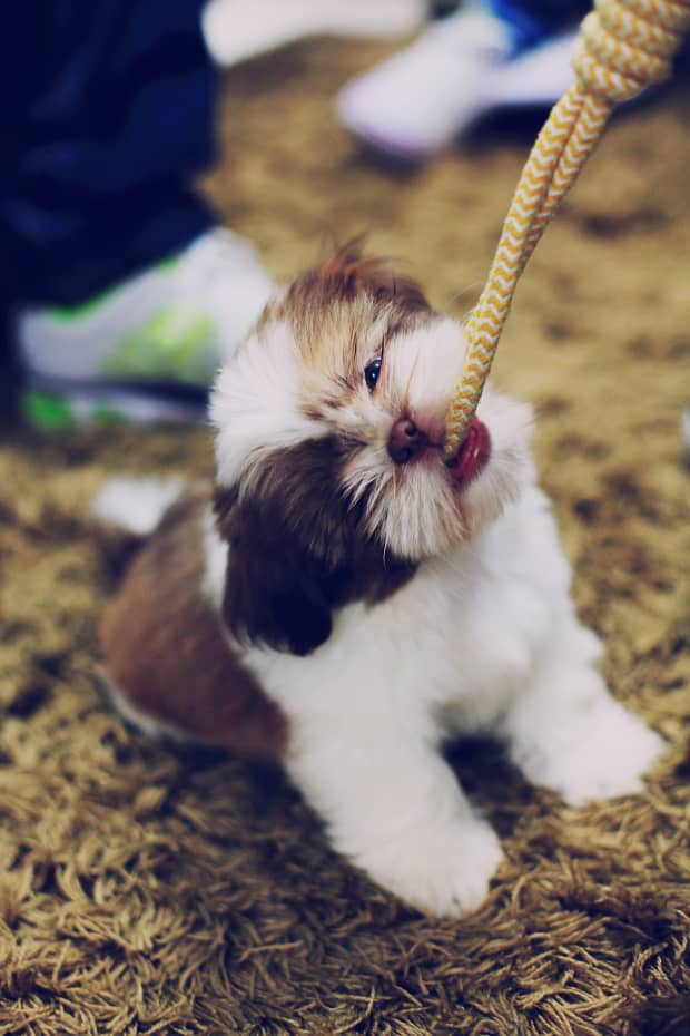 can i play tug of war with my puppy