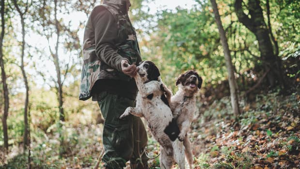 which is a better hunting dog male or female