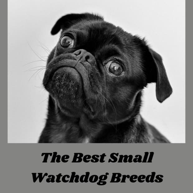 best small watch dog breeds