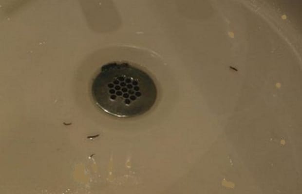14 Sure Ways To Get Rid Of Drain Worms In Your Home Dengarden - How To Get Rid Of Red Worm In Bathroom Sink Drain Pipe Size
