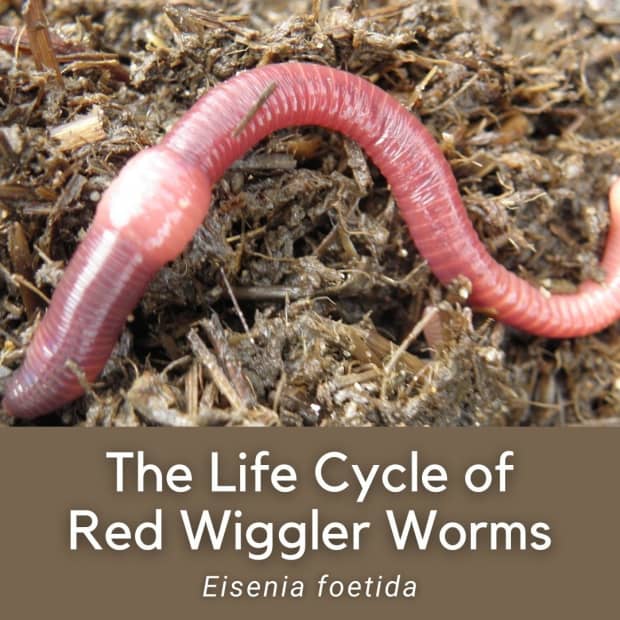 The Life Cycle And Stages Of Red Wiggler Worms Eisenia Foetida Dengarden - How To Get Rid Of Red Worm In Bathroom Sink Drain