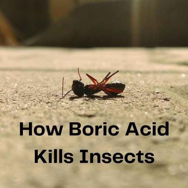 is boric acid ok for pets