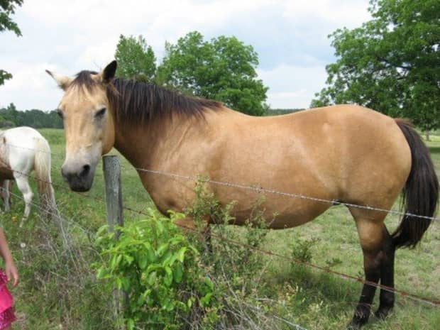 buckskin mule