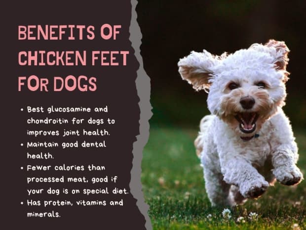 are dried chicken feet safe for dogs