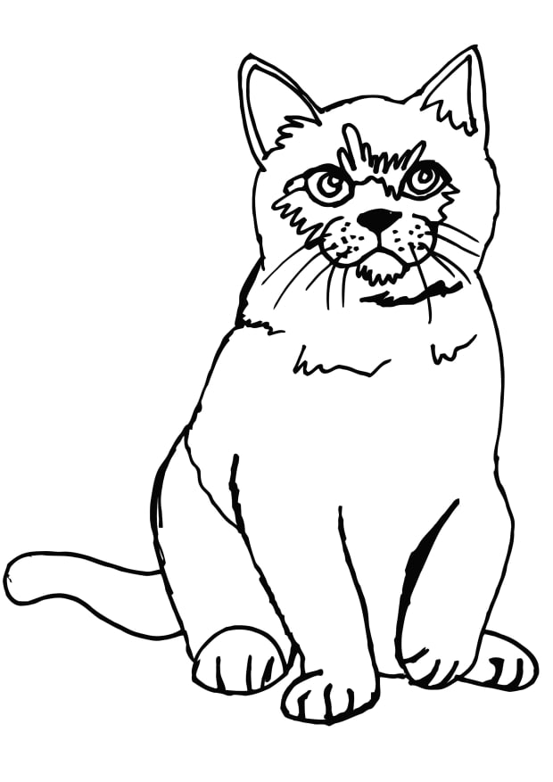 10 free printable cat coloring pages for kids  hubpages