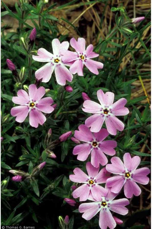 phlox poisonous to dogs