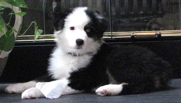 australian shepherd bi color