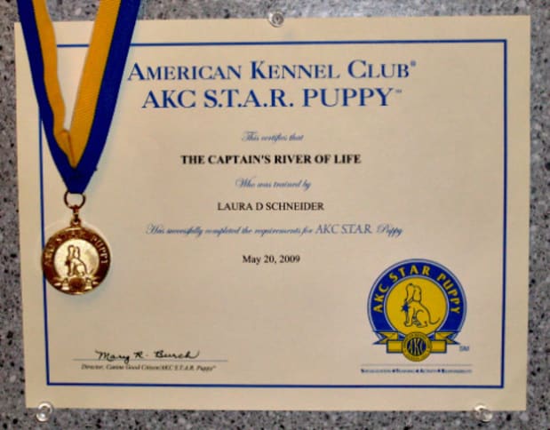 akc star puppy program