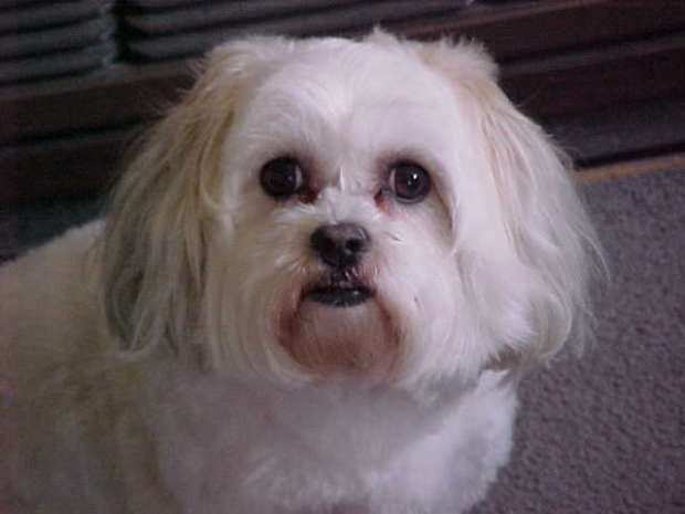 bichon frise maltese shih tzu