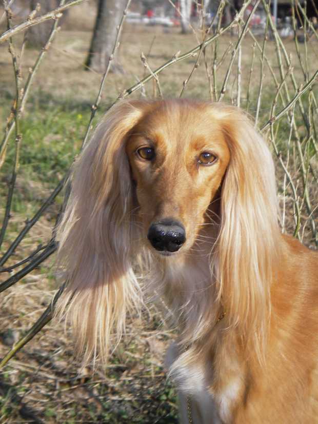 egyptian saluki