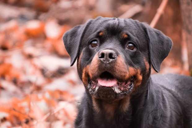 australian shepherd rottie mix