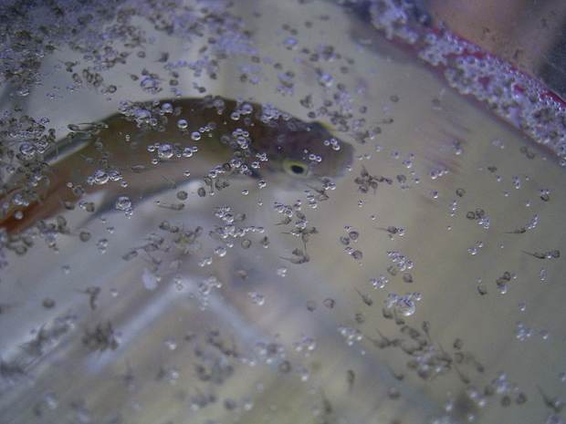 hikari first bites for betta fry