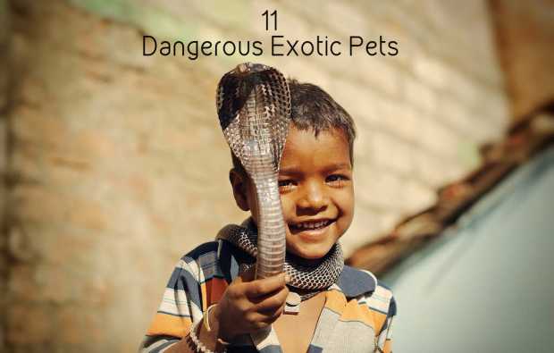 most dangerous exotic pets
