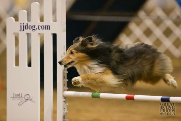 teaching dog agility