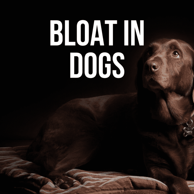 what are the symptoms of bloat in a dog