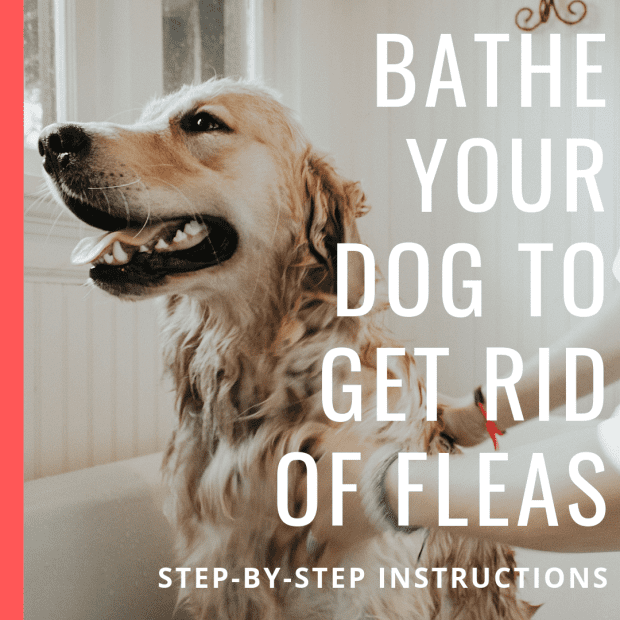 Dog Fleas Using a Bath and Soap 