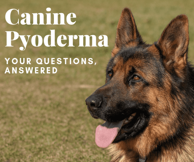 canine pyoderma pictures