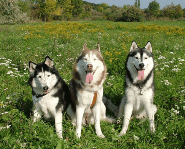 are alaskan husky good with kids