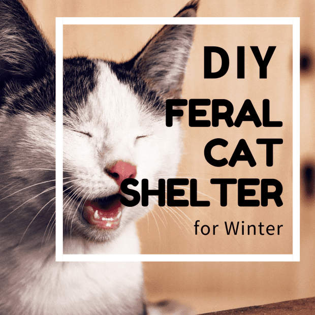 Diy Cat Shelter For Ferals In The
