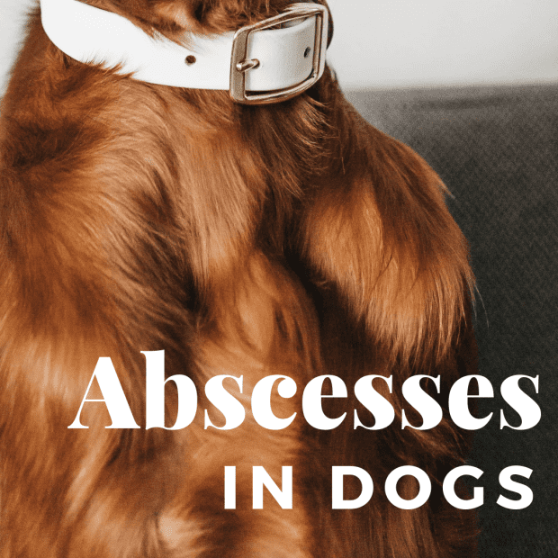 what does abscess look like on a dog