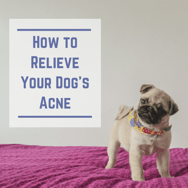 dog acne treatment at home