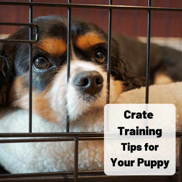 should a puppy crate be in the bedroom