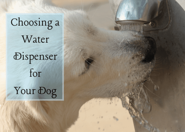 best dog waterer