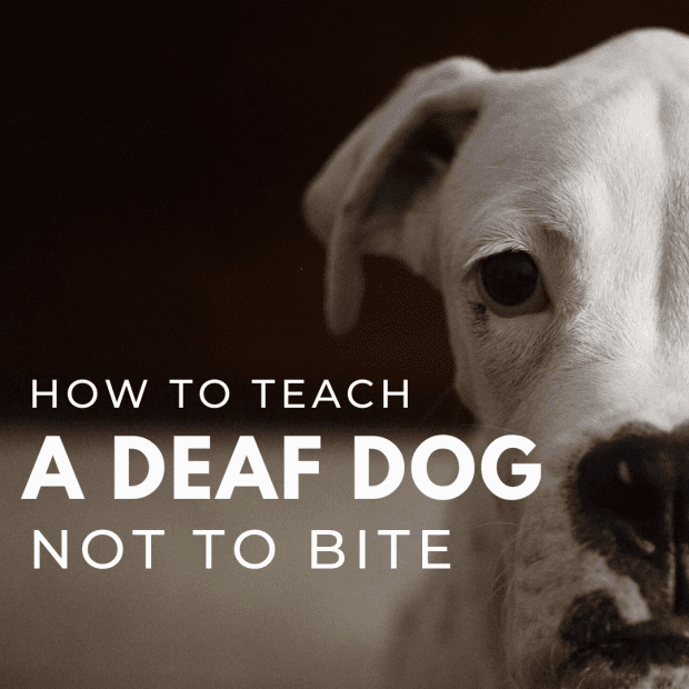 how do you discipline a deaf dog