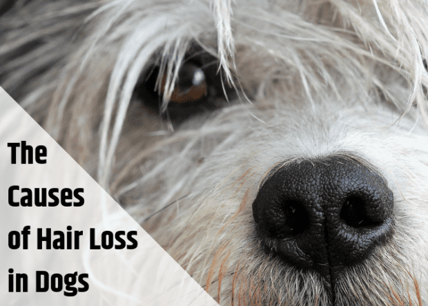 why do dogs lose hair