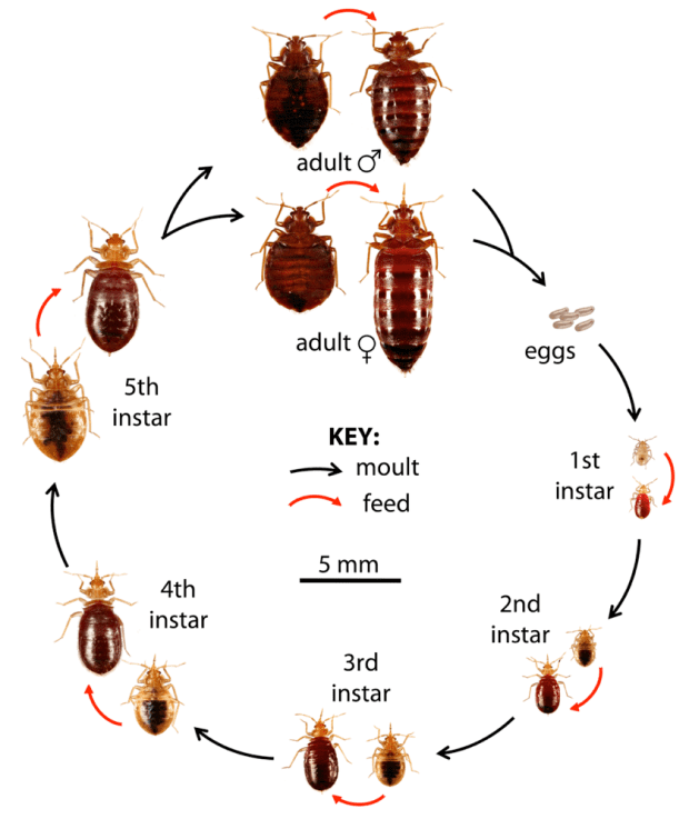 How To Get Rid Of Bed Bugs A Low Cost Diy Extermination Without Toxic Poisons Dengarden - How To Eliminate Bed Bugs Diy How To Get Rid Of Bed Bugs A Low Cost Diy Extermination Without Toxic Poisons Dengarden - How To Eliminate Bed Bugs Diy