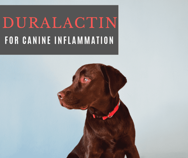 duralactin canine