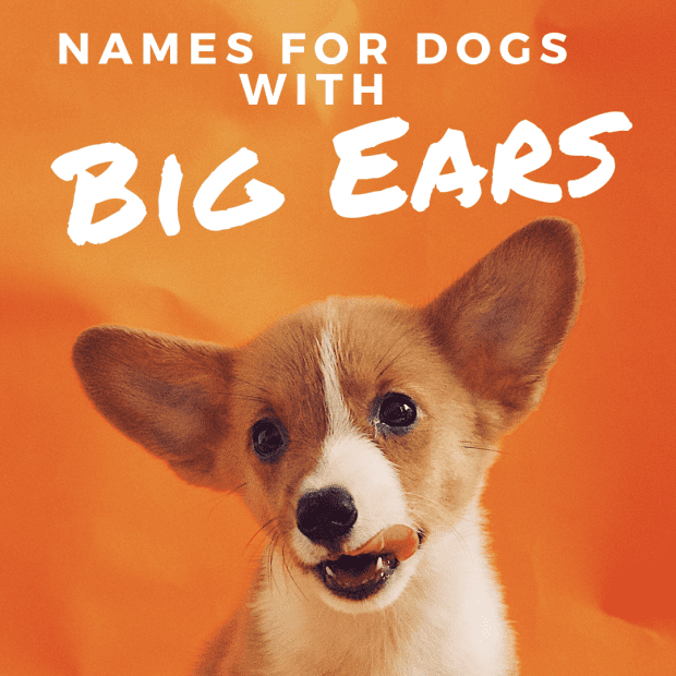 do dogs ears pop in an airplane