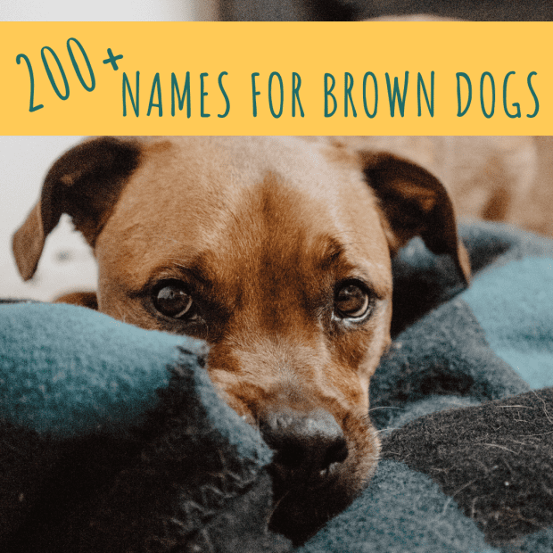 a dark brown dog meaning