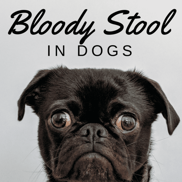 10 Causes Of Blood In Dog And, Can Antibiotics Cause Black Stool In Dogs