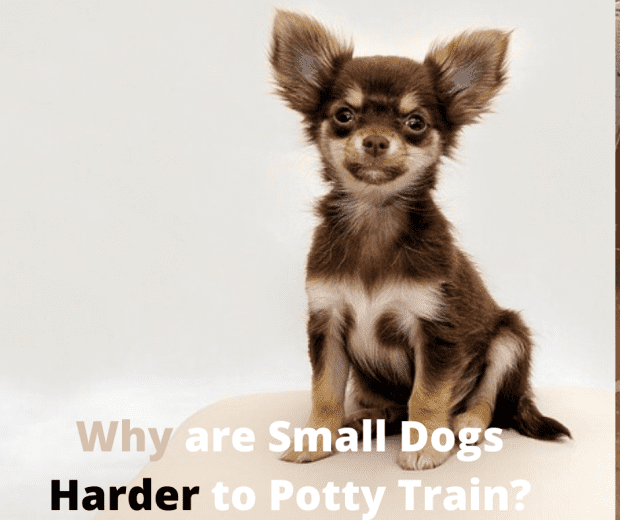 easy to potty train small dog breeds