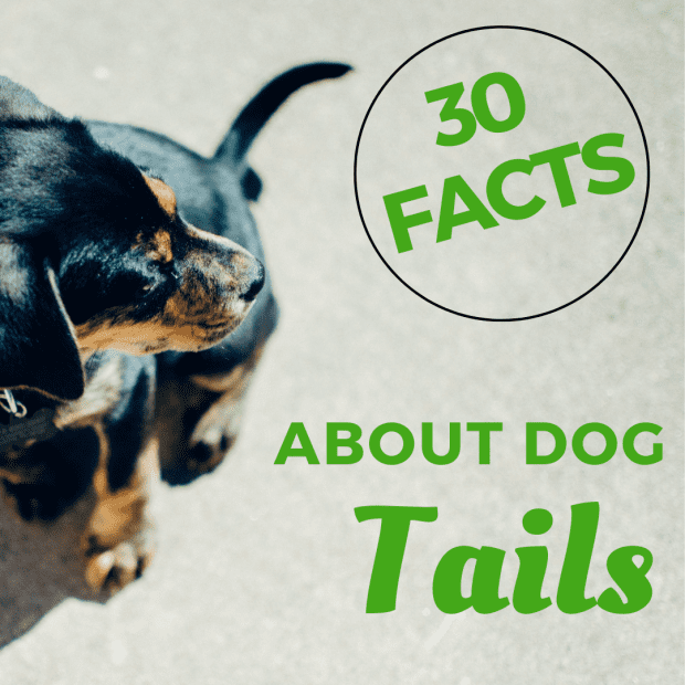 what causes rat tail in dogs