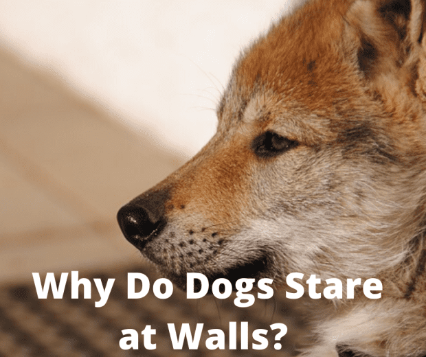 what does it mean when your dog stares at nothing