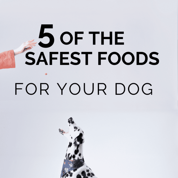 best diet for dogs with dcm