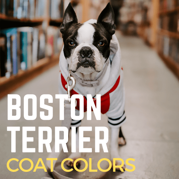 what colors are boston terriers