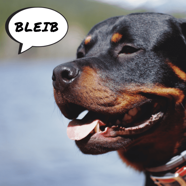 german command for heel