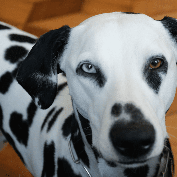 what does it mean if a dog has one blue eye