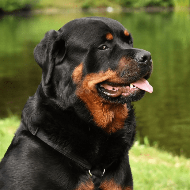 dog chewing pads raw