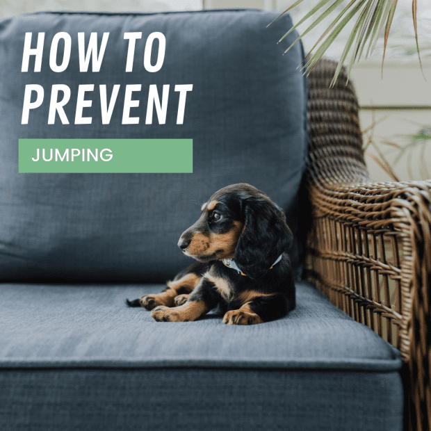 is jumping bad for dachshunds