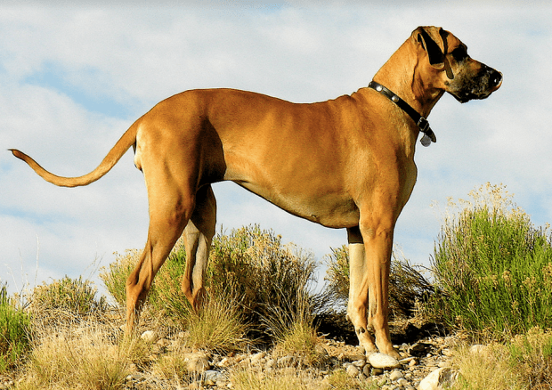 which dog breed has the longest tail